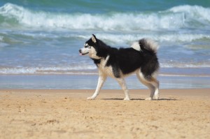 Urlaub Hund am Meer Bild